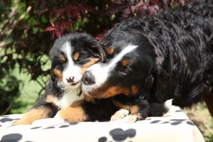 Bernese Mountain Dog bitch with puppy on blanket in front of dark red leaves