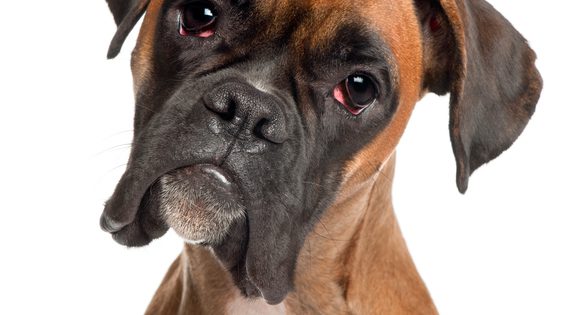 Boxer är en populär familjehund.